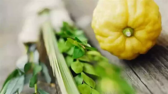 Vuelve mercado de las «Cuatro Especies» a Jerusalén para Sucot