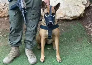 Perro de seguridad capturó a 5 infiltrados ilegales en Israel.