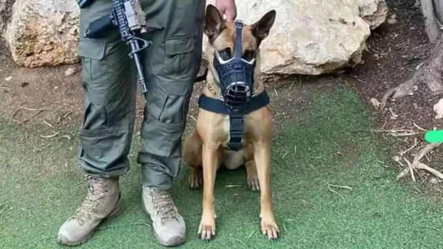 Perro de seguridad capturó 5 infiltrados ilegales en Israel