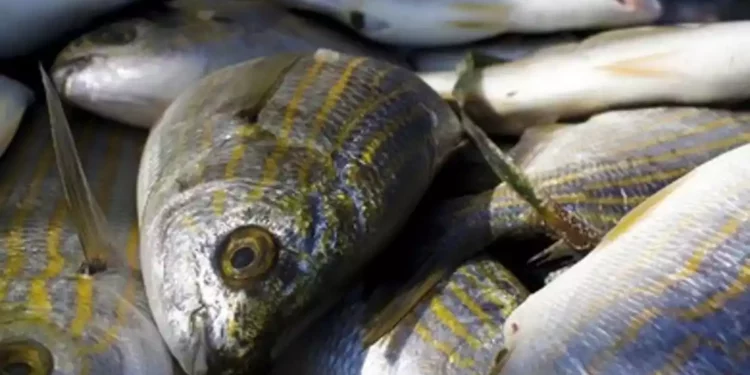 Israel intercepta contrabando de pescado y huevos congelados