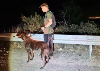 Unidad canina en busca de un desaparecido en Mazkeret Batya