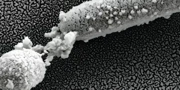 Tratamiento prometedor para combatir superbacteria hospitalaria