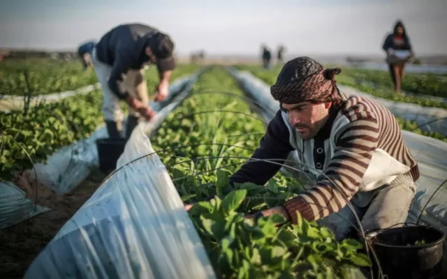 Trabajadores de Sri Lanka llenan vacío de mano de obra en Israel