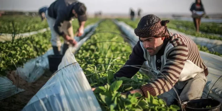Se considera ingreso de 10.000 palestinos para trabajos agrícolas