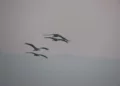 Primeras grullas otoñales llegan a reserva natural del lago Hula
