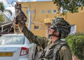 Soldado israelí rescata a un búho herido en el kibutz Kfar Aza