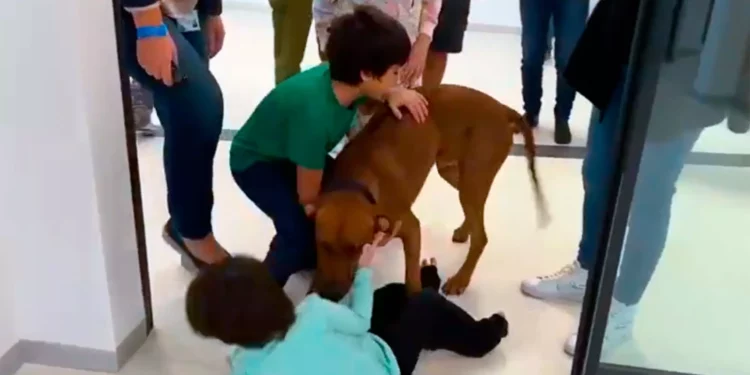 Niños liberados se reúnen con su perro en hospital Israelí