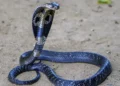 Un niño de 8 años salva la vida matando a una cobra a mordiscos