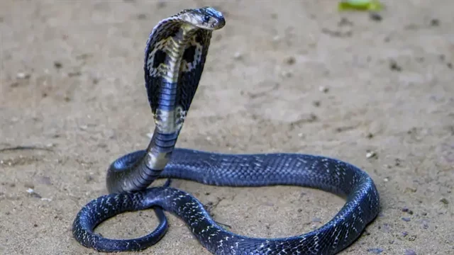 Un niño de 8 años salva la vida matando a una cobra a mordiscos