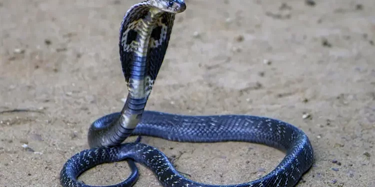 Un niño de 8 años salva la vida matando a una cobra a mordiscos