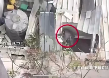 FDI eliminan a terrorista que intentaba emboscarlos