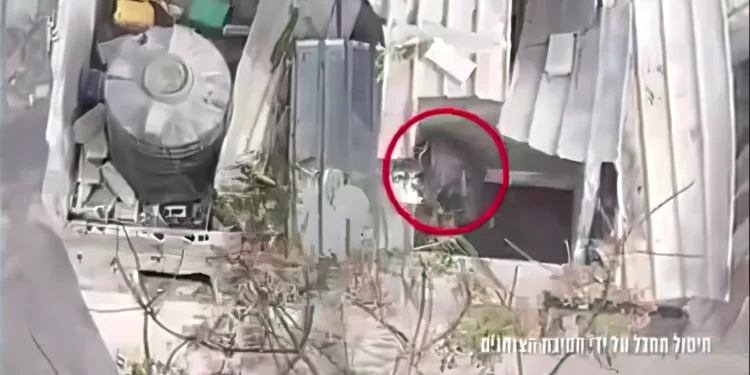 FDI eliminan a terrorista que intentaba emboscarlos