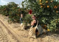 Cristianos cosechan naranjas de Jaffa en apoyo a Israel
