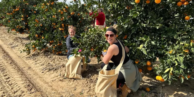 Cristianos cosechan naranjas de Jaffa en apoyo a Israel