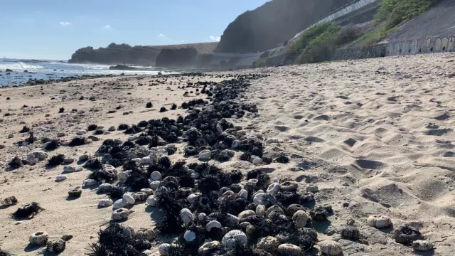 Epidemia que mata a erizos de mar se expande desde el mar Rojo