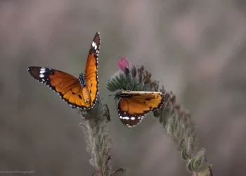 Cada vez menos mariposas: La naturaleza en retirada en Israel