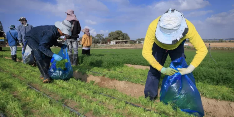 Archivo: Trabajadores extranjeros trabajan en la agricultura cerca de la frontera israelí con la Franja de Gaza, en el sur de Israel, durante la guerra en curso en Gaza, el 25 de diciembre de 2023. (Moshe Shai/Flash90)