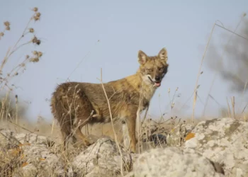 A golden jackal. (Ido Shaked, Israel Nature and Parks Authority)