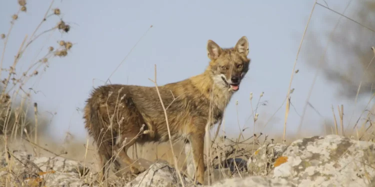 A golden jackal. (Ido Shaked, Israel Nature and Parks Authority)