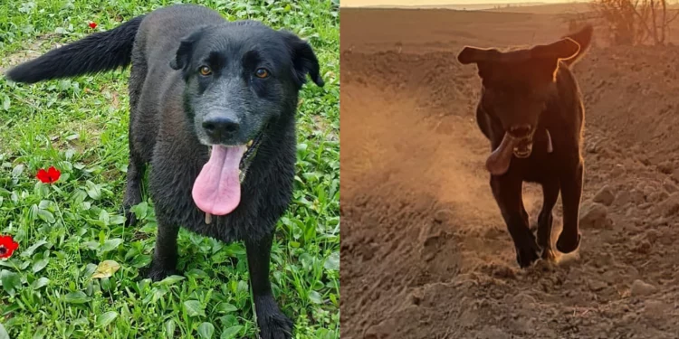 Perrita heroica muere tras salvar a su familia el 7 de octubre