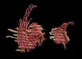 Tejido de 3.800 años de antigüedad teñido con “gusano” bíblico