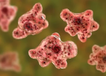 Una ilustración en 3D de la ameba infecciosa devoradora de cerebros, Naegleria fowleri.(iStock)