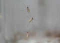 Imagen: Mosquitos se adhieren al interior de un frasco cargado con repelente durante una prueba como parte de un recorrido por el laboratorio de los Centros para el Control y Prevención de Enfermedades, el 4 de abril de 2024, en Fort Collins, Colorado. (David Zalubowski/AP)