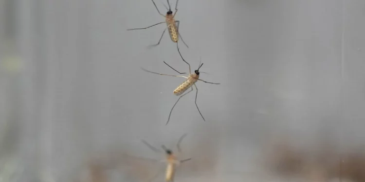 Imagen: Mosquitos se adhieren al interior de un frasco cargado con repelente durante una prueba como parte de un recorrido por el laboratorio de los Centros para el Control y Prevención de Enfermedades, el 4 de abril de 2024, en Fort Collins, Colorado. (David Zalubowski/AP)