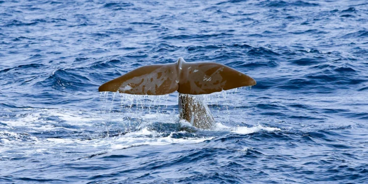 Asombroso viaje de 2,800 km de un cachalote por el Mediterráneo