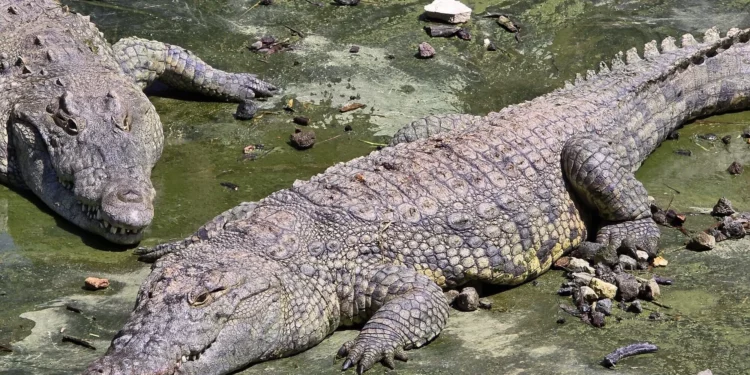 Cocodrilos en el Zoológico Bíblico de Jerusalén, 18 de agosto de 2024. (Portavoz de la policía)