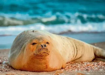 Yulia, la foca monje del Mediterráneo, es vista en la playa de Jaffa, Israel, en mayo de 2023. (Guy Levian, Autoridad de Parques y Naturaleza de Israel)