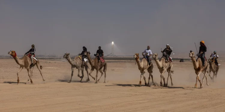 Miembros de la comunidad beduina de Israel participan en la primera carrera de camellos legal del país en el desierto del Néguev, cerca del kibutz Tlalim, el 1 de noviembre de 2024. (Menahem KAHANA / AFP)