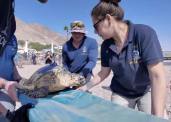 Conservacionistas israelíes liberan tortugas carey en peligro de extinción en el Mar Rojo