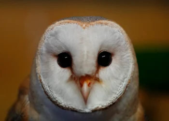 Una lechuza común en el parque zoológico de Ática, cerca de Atenas, el 21 de enero de 2025. (Foto AP/Thanassis Stravrakis)