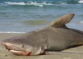 Un tiburón arenero muerto fue encontrado en una playa de Hadera, el 13 de enero de 2025 (Ilia Baskin/Autoridad de Parques y Naturaleza de Israel)