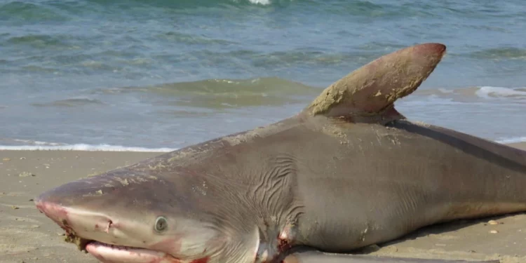 Un tiburón arenero muerto fue encontrado en una playa de Hadera, el 13 de enero de 2025 (Ilia Baskin/Autoridad de Parques y Naturaleza de Israel)