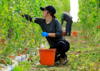 La gente recoge tomates cherry en el moshav Merchavia, en el sur de Israel. 19 de diciembre de 2024 (Moshe Shai/FLASH90)