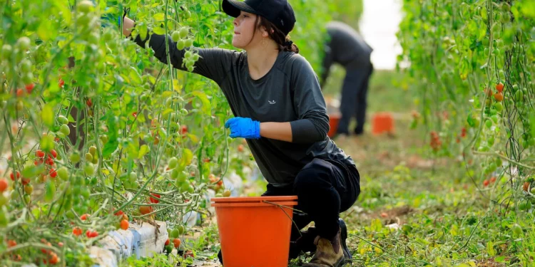 La gente recoge tomates cherry en el moshav Merchavia, en el sur de Israel. 19 de diciembre de 2024 (Moshe Shai/FLASH90)