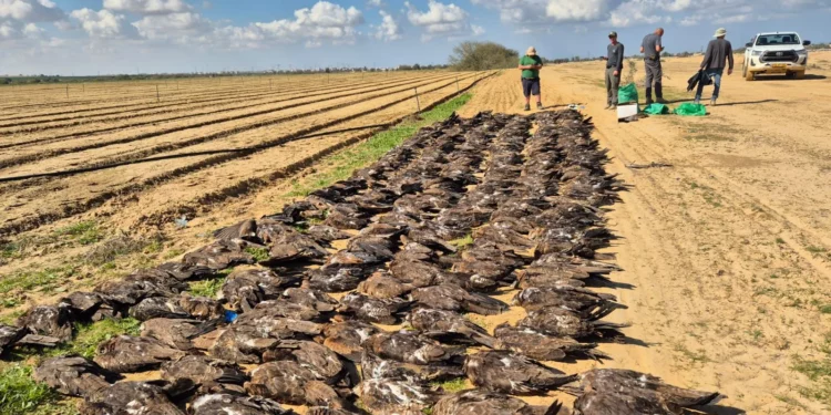 Hallan cientos de aves muertas en Israel