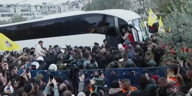 Los terroristas presos palestinos liberados son recibidos por multitudes que los vitorean en Ramallah, Judea y Samaria, el 8 de febrero de 2025 (Captura de pantalla/Al Jazeera)