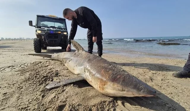 Una tiburón embarazada aparece muerta en una playa del centro de Israel el 17 de febrero de 2025. (Ilya Baskin/Autoridad de Parques y Naturaleza de Israel)