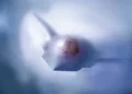 El F-47 voló en secreto durante cinco años antes de su revelación