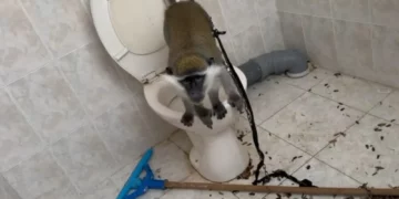 La policía incauta a un mono atado en un baño en Tuba-Zangariyye