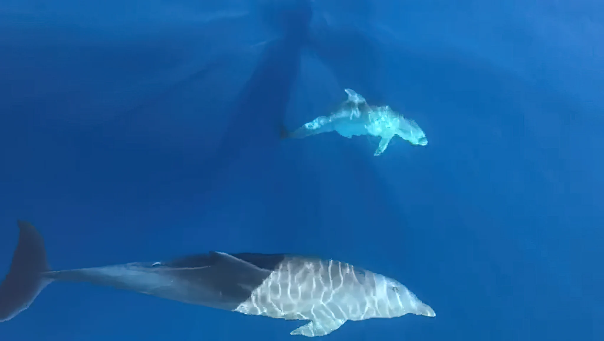 Tres generaciones de delfines fotografiadas frente a Tel Aviv