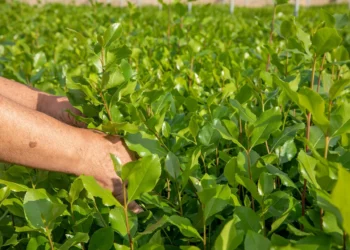 El jefe militar Hutí estaba masticando khat cuando fue blanco de un ataque israelí