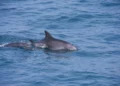 Tres generaciones de delfines avistados frente a la costa de Tel Aviv el 1 de junio de 2025. (Cortesía/Meytal Markovich)