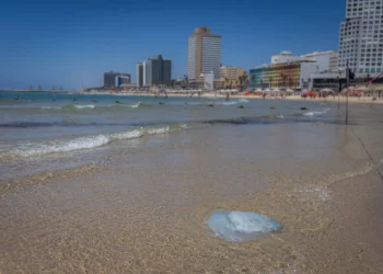 La temporada de medusas ha comenzado en la costa mediterránea de Israel