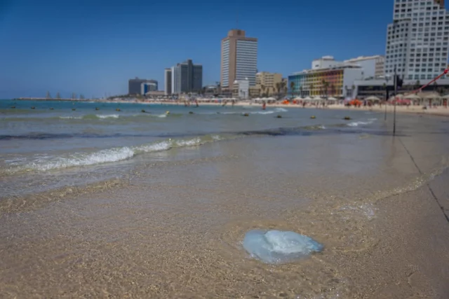La temporada de medusas ha comenzado en la costa mediterránea de Israel