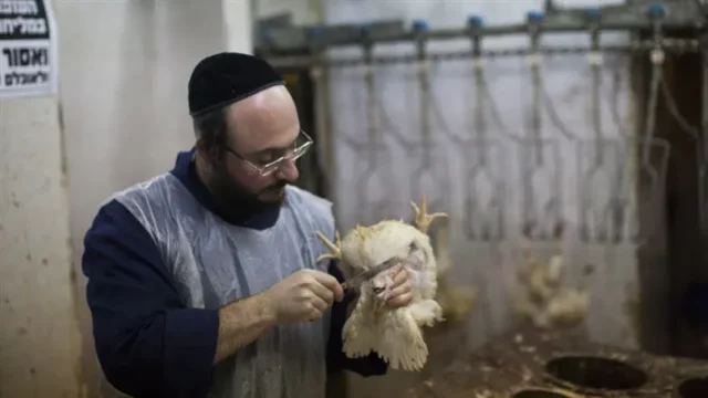 La Cámara de los Comunes debatirá prohibición de faenado kosher