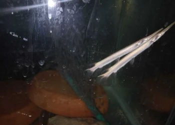 Incautan en aeropuerto Ben Gurion peces venenosos y caimanes traídos de Tailandia